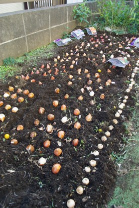 お庭にもチューリップ植えました チューリップを育てよう